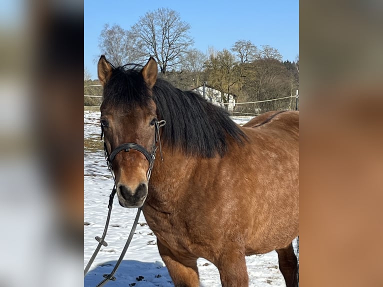 Hucul Gelding 10 years 14,1 hh Brown in Ursensollen