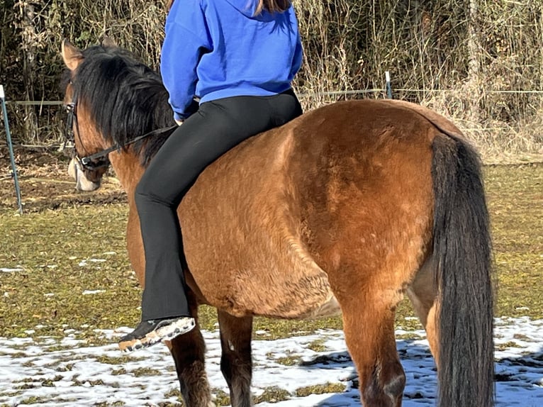 Hucul Gelding 10 years 14,1 hh Brown in Ursensollen