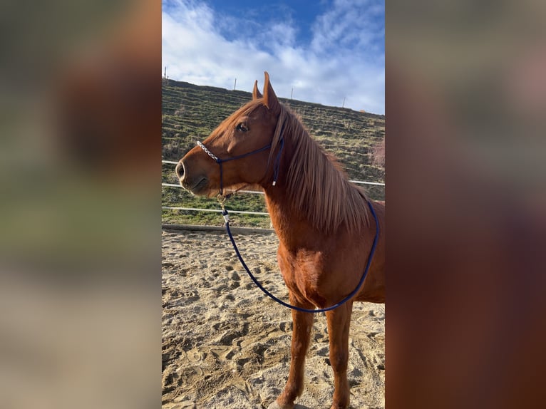 Hucul Mix Gelding 10 years 14,1 hh Chestnut-Red in Gleisdorf