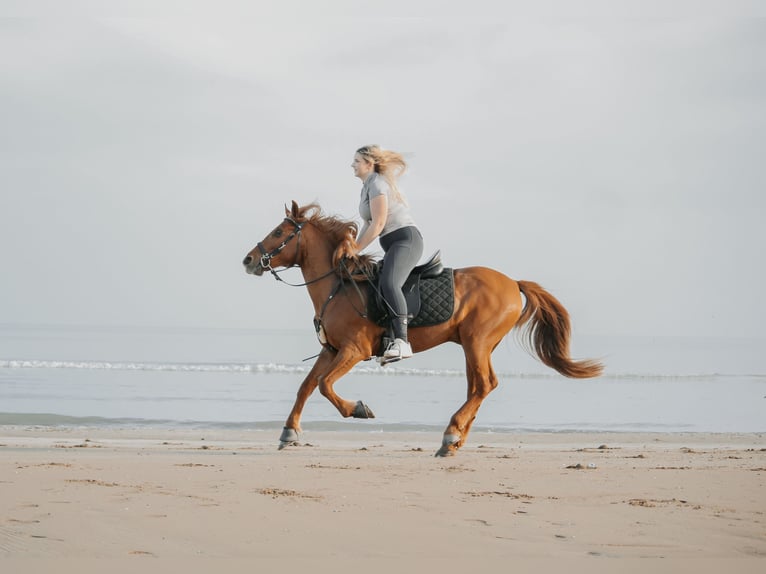 Hucul Mix Gelding 10 years 14,1 hh Chestnut-Red in Gleisdorf