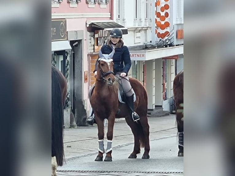 Hucul Mix Gelding 10 years 14,1 hh Chestnut-Red in Gleisdorf