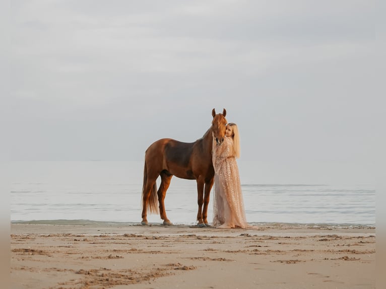 Hucul Mix Gelding 10 years 14,1 hh Chestnut-Red in Gleisdorf