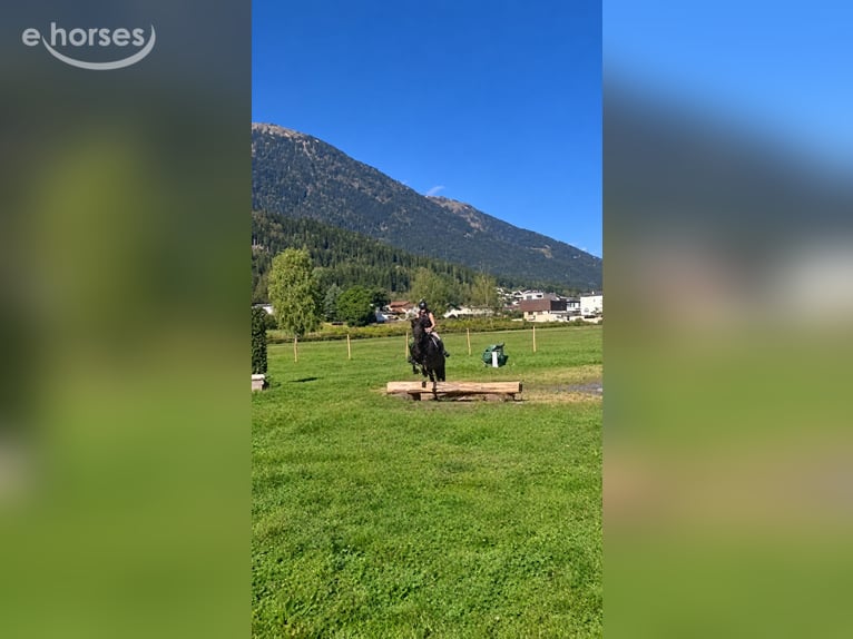 Hucul Gelding 10 years 14.2 hh Smoky-Black in Mieming