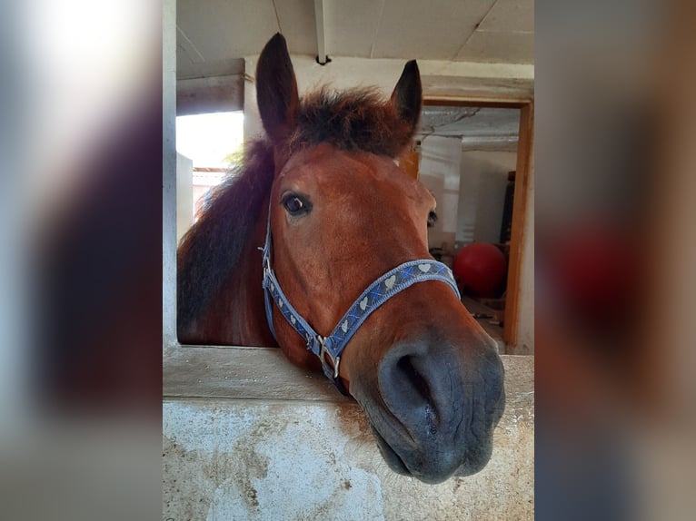 Hucul Gelding 10 years 14 hh Brown in Neukirchen vorm Wald