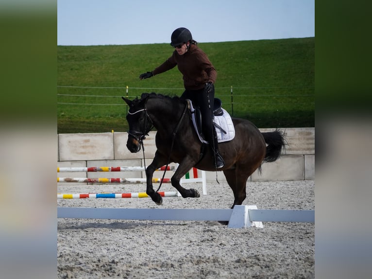 Hucul Gelding 10 years 14,1 hh Black in Nettersheim