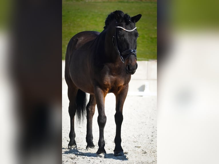 Hucul Gelding 10 years 14,1 hh Black in Nettersheim