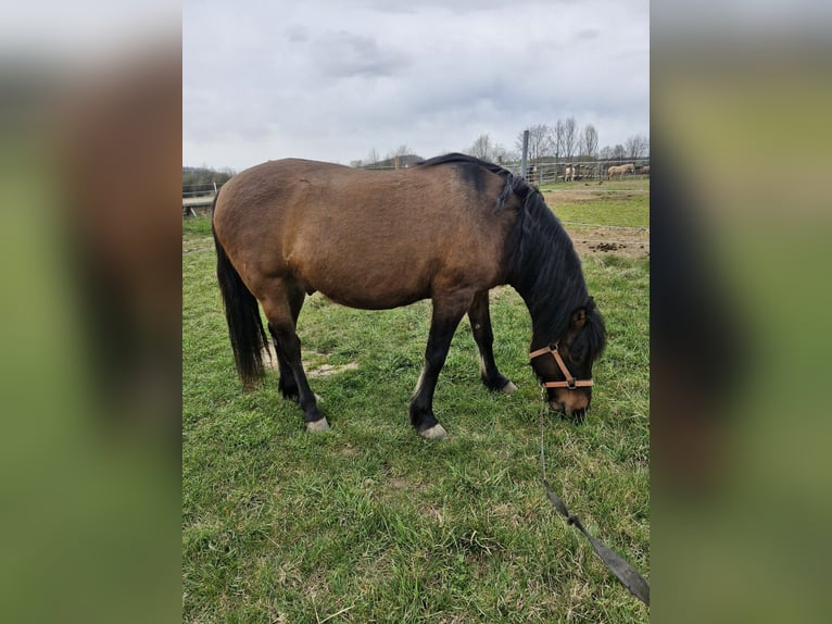 Hucul Gelding 10 years 14,1 hh Brown in Gföhl