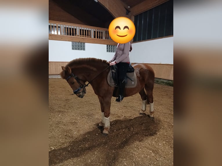 Hucul Gelding 10 years 14,1 hh Chestnut-Red in Eben im Pongau
