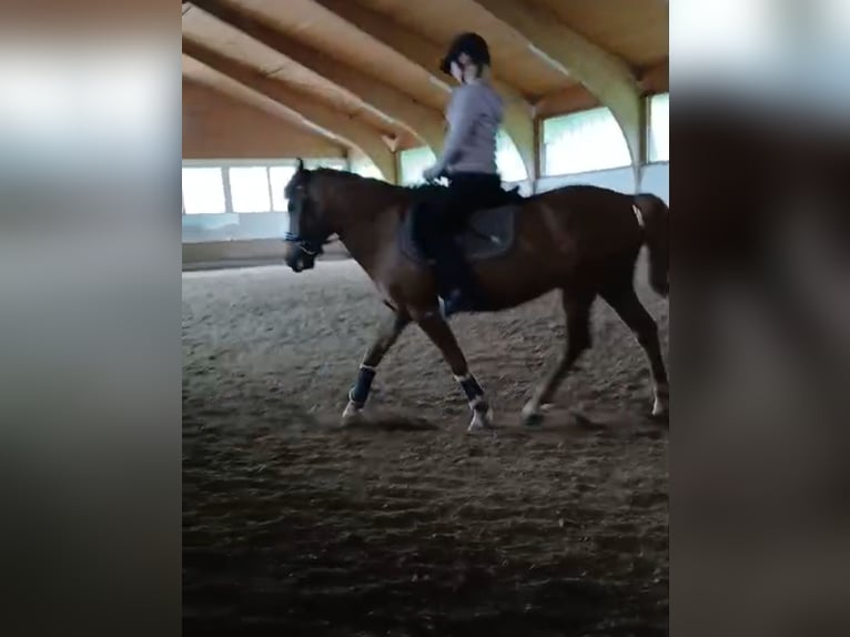 Hucul Gelding 10 years 14,1 hh Chestnut-Red in Eben im Pongau