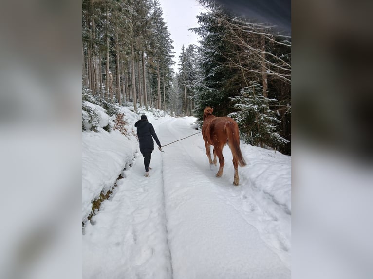 Hucul Gelding 10 years 14,1 hh Chestnut-Red in Eben im Pongau