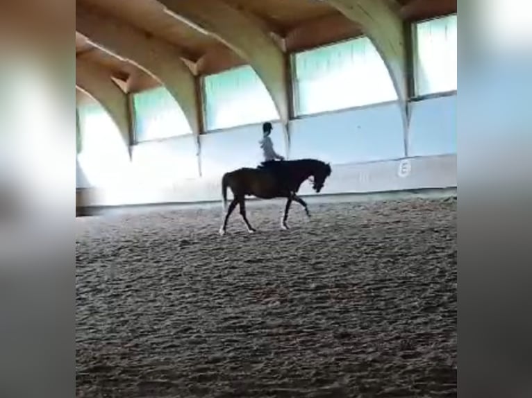 Hucul Gelding 10 years 14,1 hh Chestnut-Red in Eben im Pongau