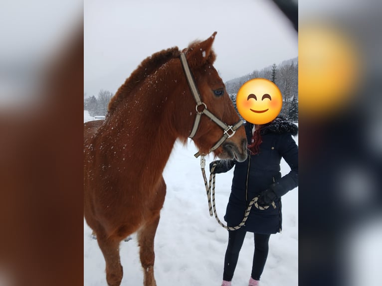 Hucul Gelding 10 years 14,1 hh Chestnut-Red in Eben im Pongau
