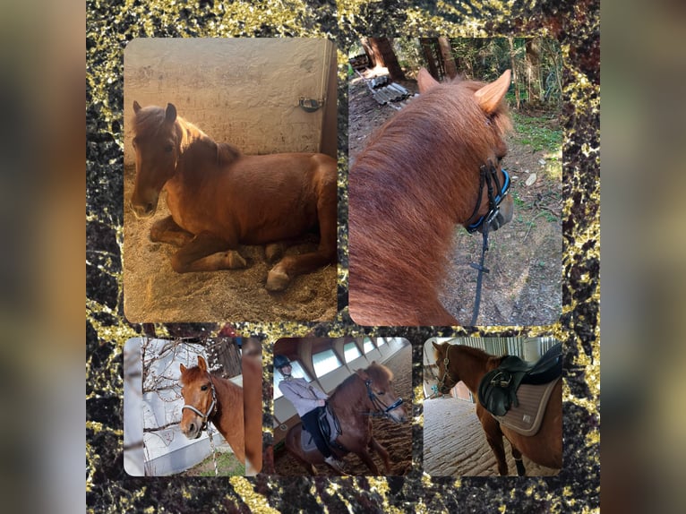 Hucul Gelding 10 years 14,1 hh Chestnut-Red in Eben im Pongau