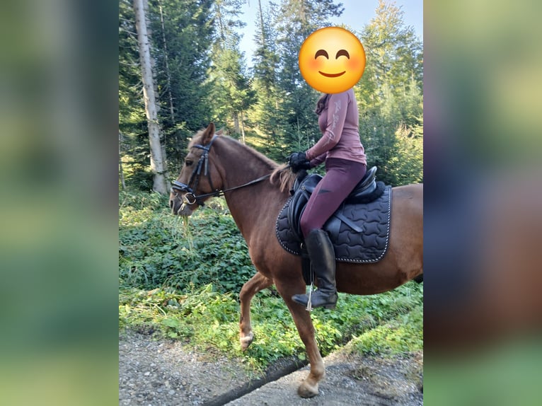 Hucul Gelding 10 years 14,1 hh Chestnut-Red in Eben im Pongau