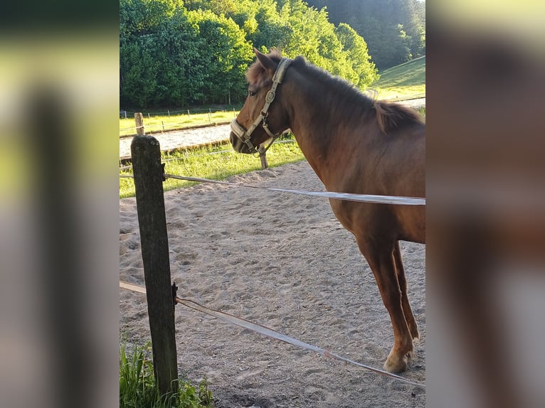 Hucul Gelding 10 years 14,1 hh Chestnut-Red in Eben im Pongau