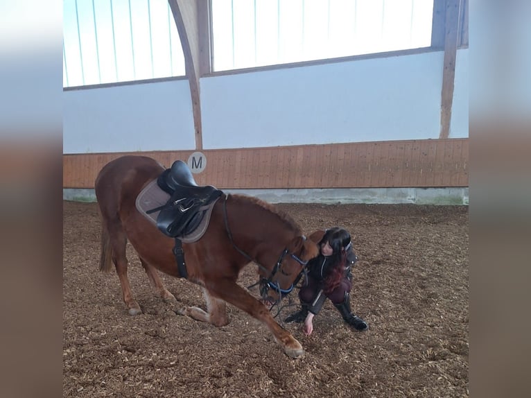 Hucul Gelding 10 years 14,1 hh Chestnut-Red in Eben im Pongau
