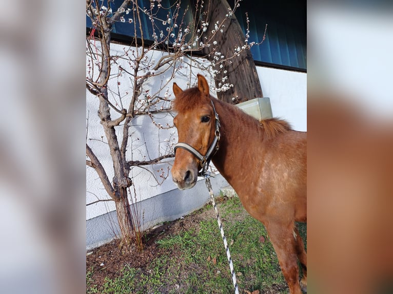 Hucul Gelding 10 years 14,1 hh Chestnut-Red in Eben im Pongau
