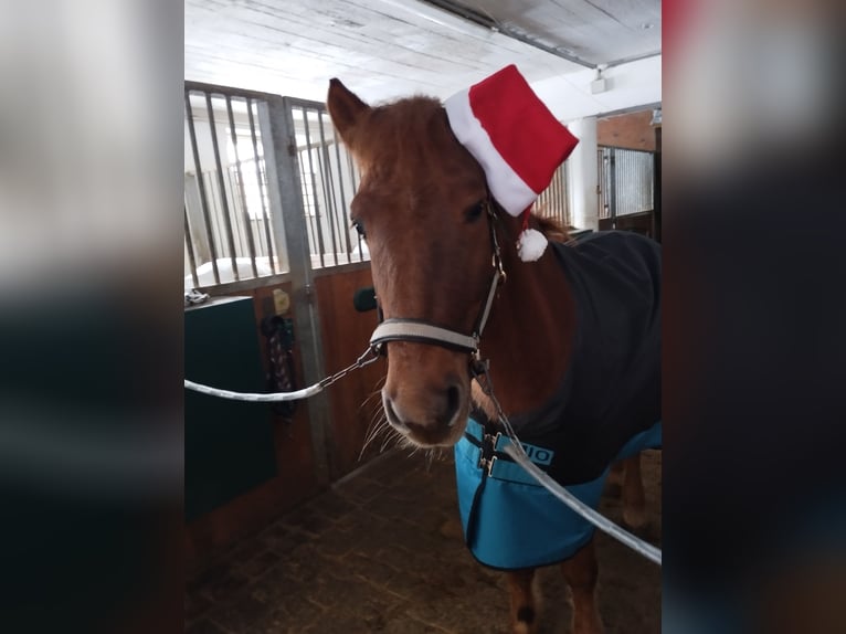 Hucul Gelding 10 years 14,1 hh Chestnut-Red in Eben im Pongau