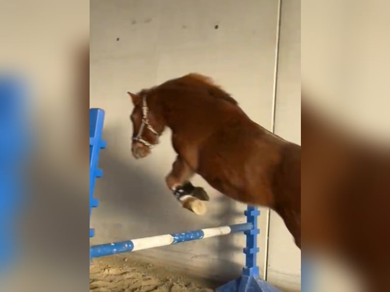 Hucul Gelding 10 years 14,1 hh Chestnut-Red in Eben im Pongau