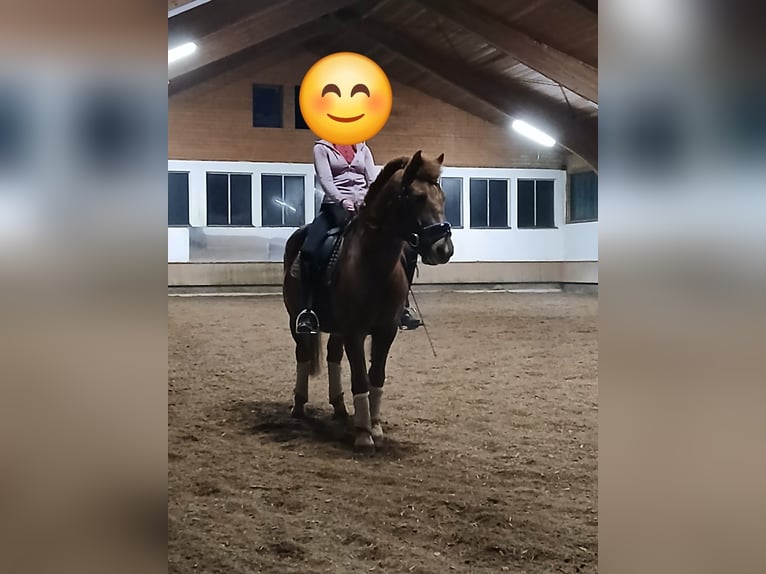 Hucul Gelding 10 years 14,1 hh Chestnut-Red in Eben im Pongau
