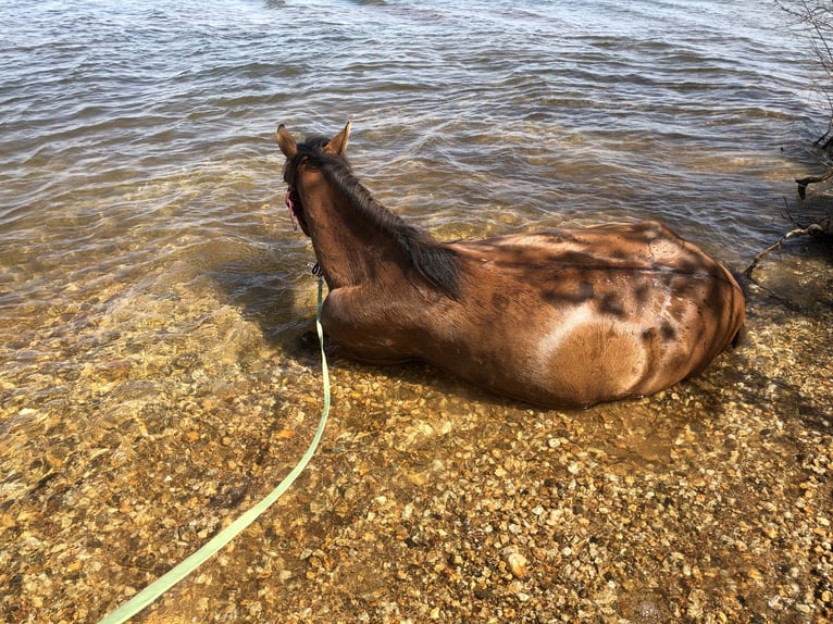 Hucul Gelding 10 years 14,1 hh in Zwenkau