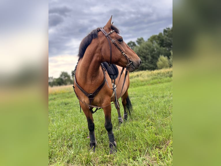 Hucul Gelding 10 years 14,2 hh Brown in N&#xFC;rnberg