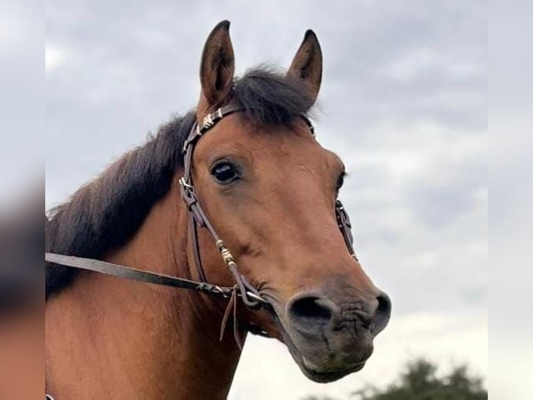 Hucul Gelding 10 years 14,2 hh Brown in N&#xFC;rnberg
