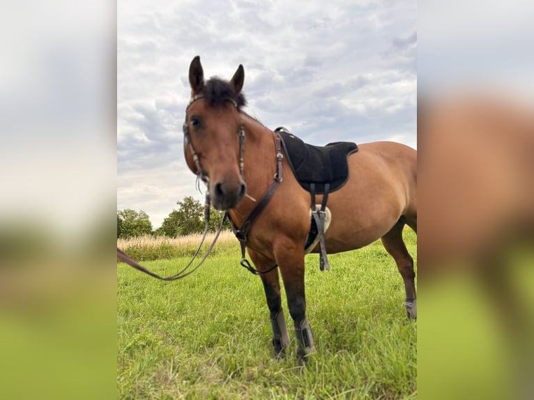 Hucul Gelding 10 years 14,2 hh Brown in N&#xFC;rnberg