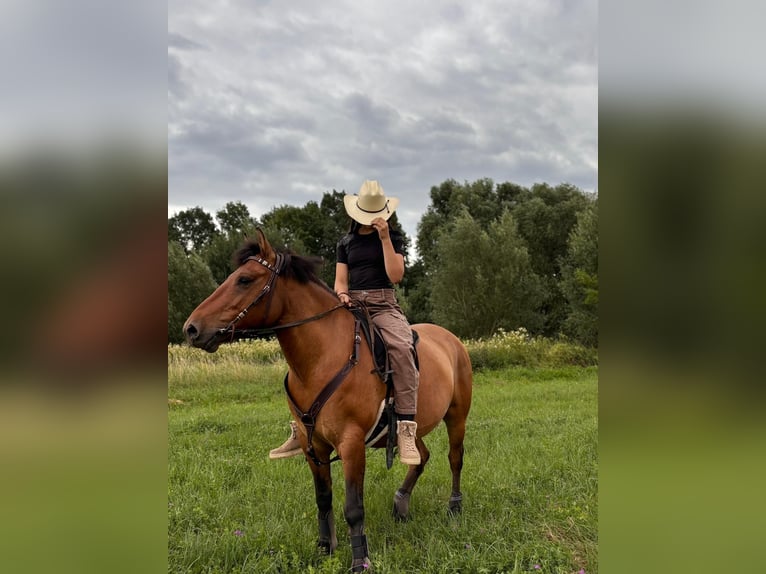 Hucul Gelding 10 years 14,2 hh Brown in N&#xFC;rnberg