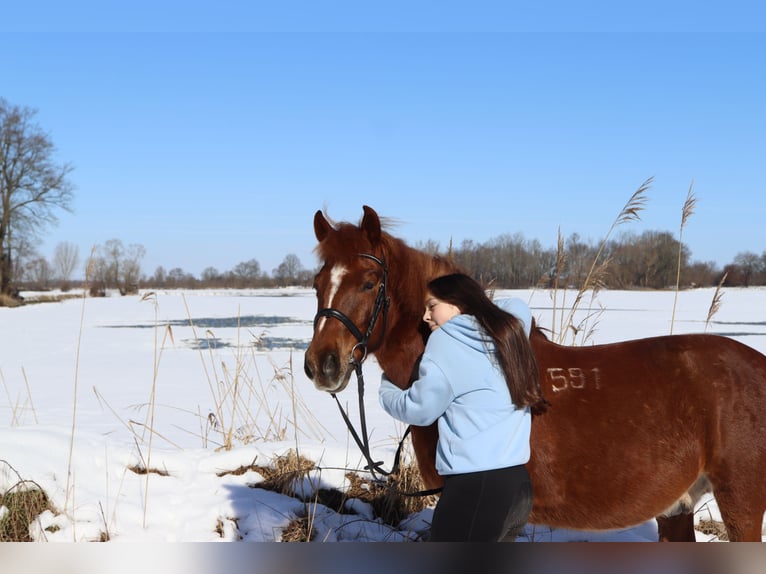 Hucul Gelding 11 years 13.2 hh Chestnut in Hämelhausen