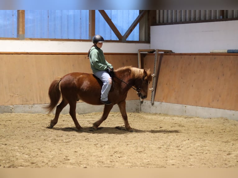 Hucul Gelding 11 years 13.2 hh Chestnut in Hämelhausen