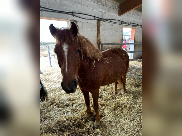 Hucul Gelding 11 years 13.2 hh Chestnut in Hämelhausen