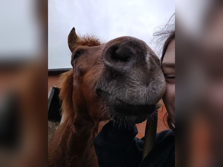 Hucul Gelding 11 years 13.2 hh Chestnut in Hämelhausen