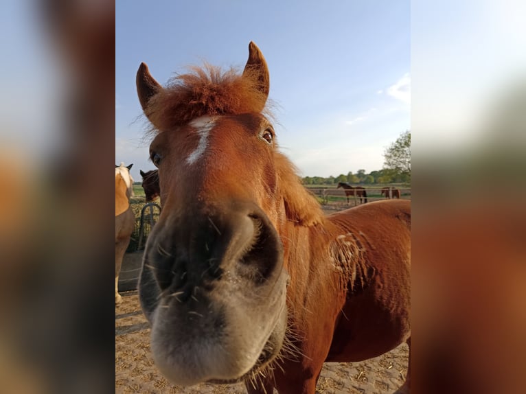 Hucul Gelding 11 years 13.2 hh Chestnut in Hämelhausen