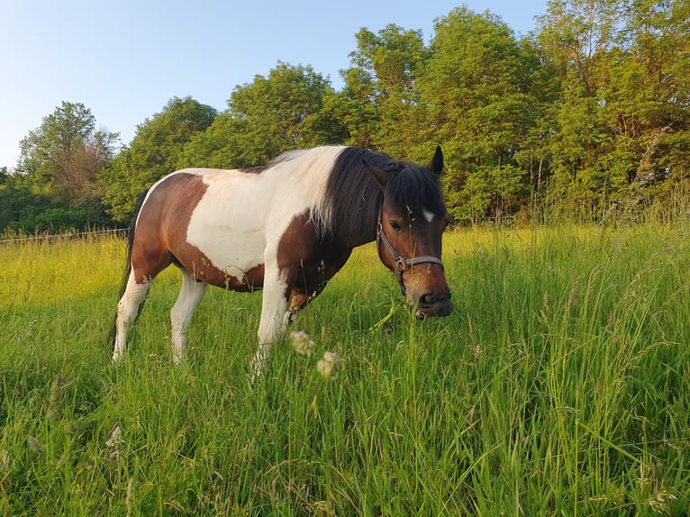 Hucul Gelding 11 years 13 hh Pinto in W&#xFC;rzburg