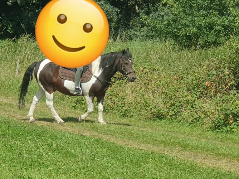 Hucul Gelding 11 years 13 hh Pinto in W&#xFC;rzburg