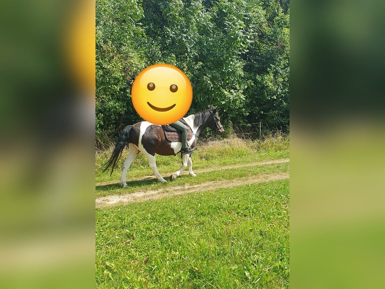 Hucul Gelding 11 years 13 hh Pinto in W&#xFC;rzburg