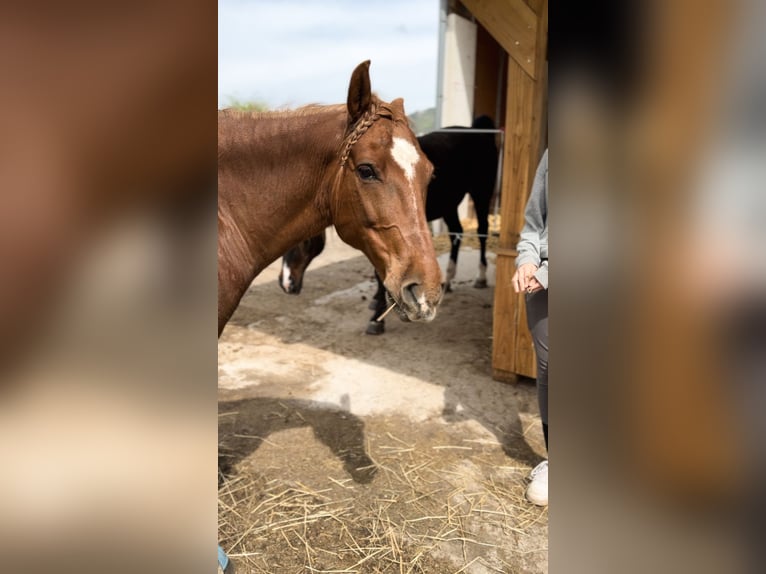 Hucul Mix Gelding 11 years 14.1 hh Chestnut-Red in Leonstein