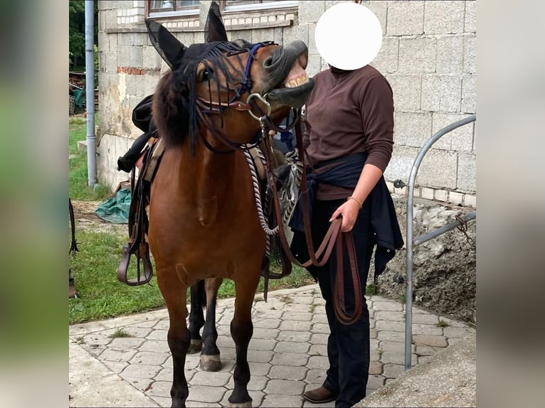 Hucul Gelding 11 years 14 hh Brown in Neukirchen vorm Wald