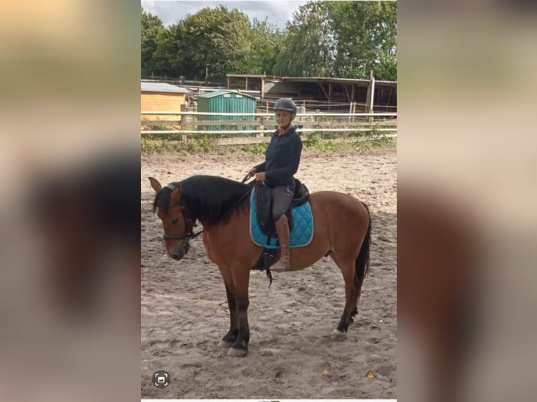 Hucul Mix Gelding 11 years 14,1 hh Brown in Velbert
