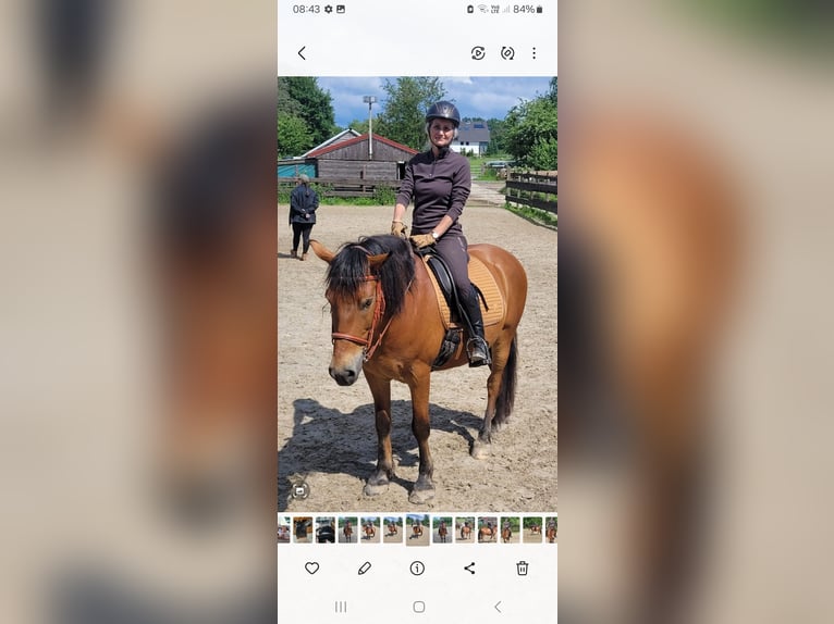 Hucul Mix Gelding 11 years 14,1 hh Brown in Velbert