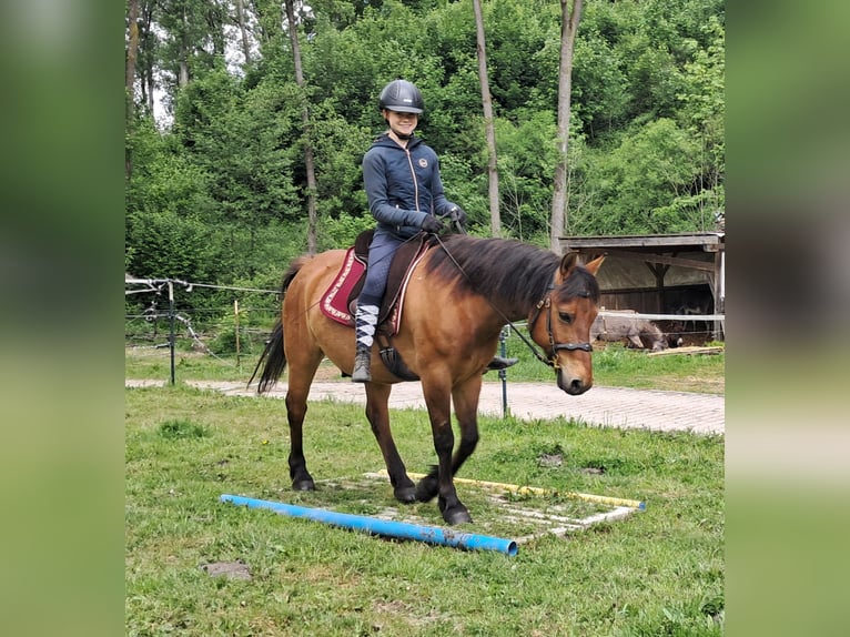 Hucul Gelding 11 years 14,1 hh Brown-Light in Bayerbach