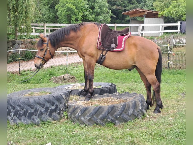 Hucul Gelding 11 years 14,1 hh Brown-Light in Bayerbach