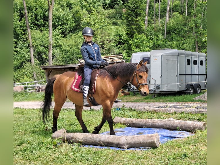 Hucul Gelding 11 years 14,1 hh Brown-Light in Bayerbach