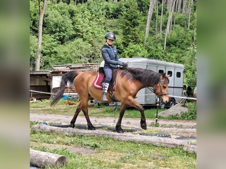 Hucul Gelding 11 years 14,1 hh Brown-Light in Bayerbach