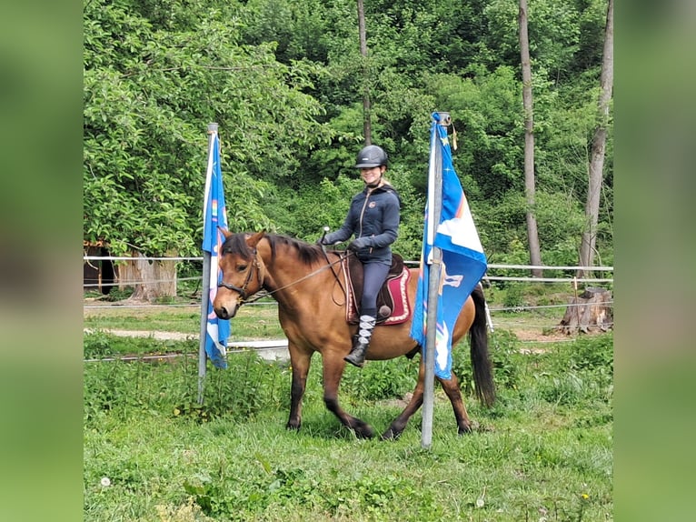 Hucul Gelding 11 years 14,1 hh Brown-Light in Bayerbach