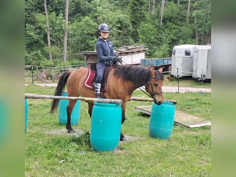 Hucul Gelding 11 years 14,1 hh Brown-Light in Bayerbach