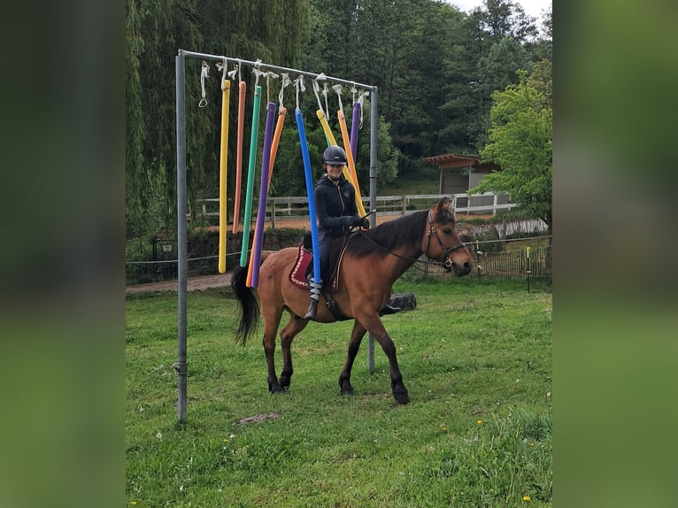Hucul Gelding 11 years 14,1 hh Brown-Light in Bayerbach