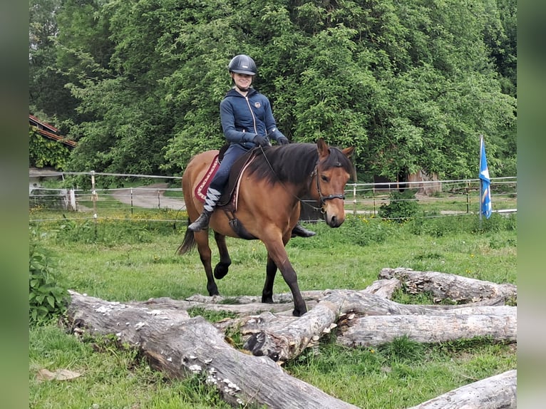 Hucul Gelding 11 years 14,1 hh Brown-Light in Bayerbach