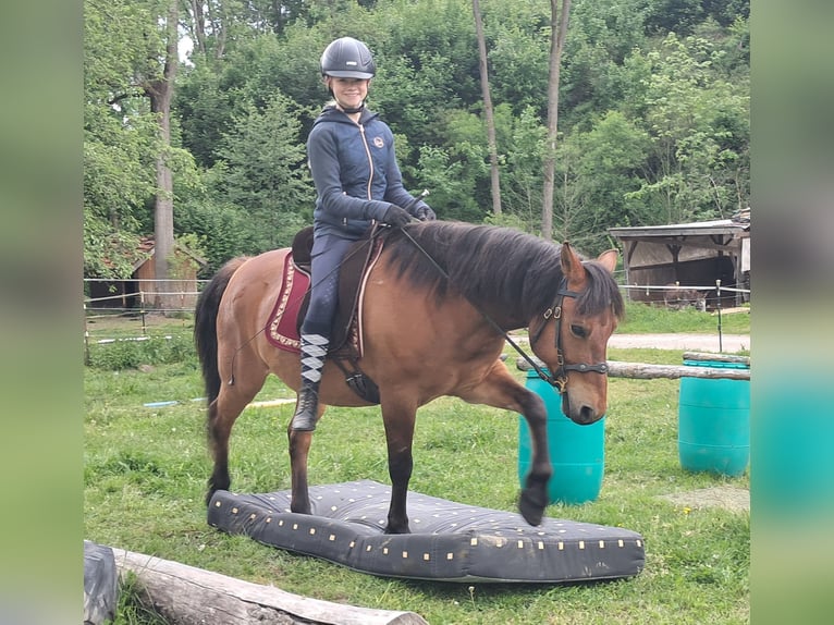 Hucul Gelding 11 years 14,1 hh Brown-Light in Bayerbach